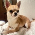 スムースチワワのタフィです。