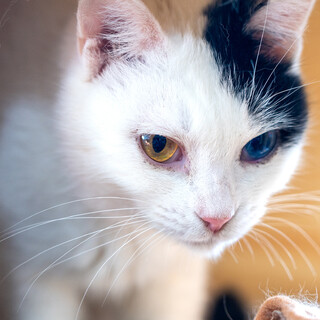 小柄美人オッドアイ！/甘えん坊猫/あいちゃん