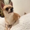 スムースチワワのタフィです。 サムネイル3