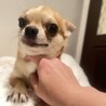 スムースチワワのタフィです。 サムネイル4