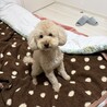 トイプードル サムネイル3