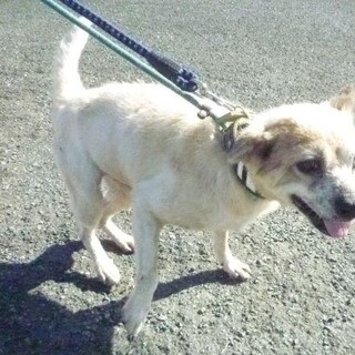 おばあちゃんワンコを家族に迎えてください。