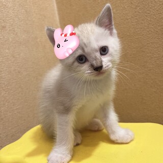 里親募集中！！