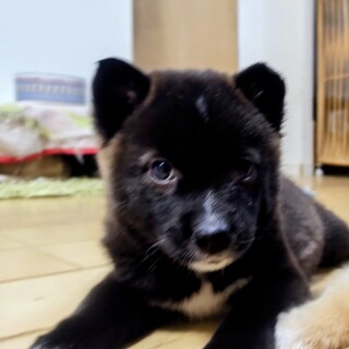 野犬の子　雑種犬の女の子　かすみちゃん