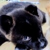 野犬の子　雑種犬の女の子　かすみちゃん サムネイル2