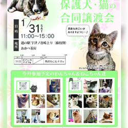 保護猫＆保護犬の譲渡会