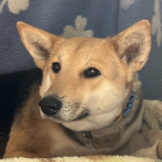 【ミックス】中型犬の穏やかで素直な女の子