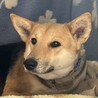 【ミックス】中型犬の穏やかで素直な女の子