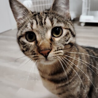 甘えたなキジトラ　生後７か月　メス