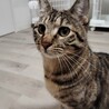 甘えたなキジトラ　生後７か月　メス サムネイル2