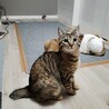甘えたなキジトラ　生後７か月　メス サムネイル3