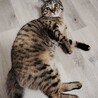 甘えたなキジトラ　生後７か月　メス サムネイル4
