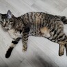 甘えたなキジトラ　生後７か月　メス