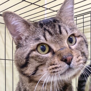 アピール上手な「ぐりくん」