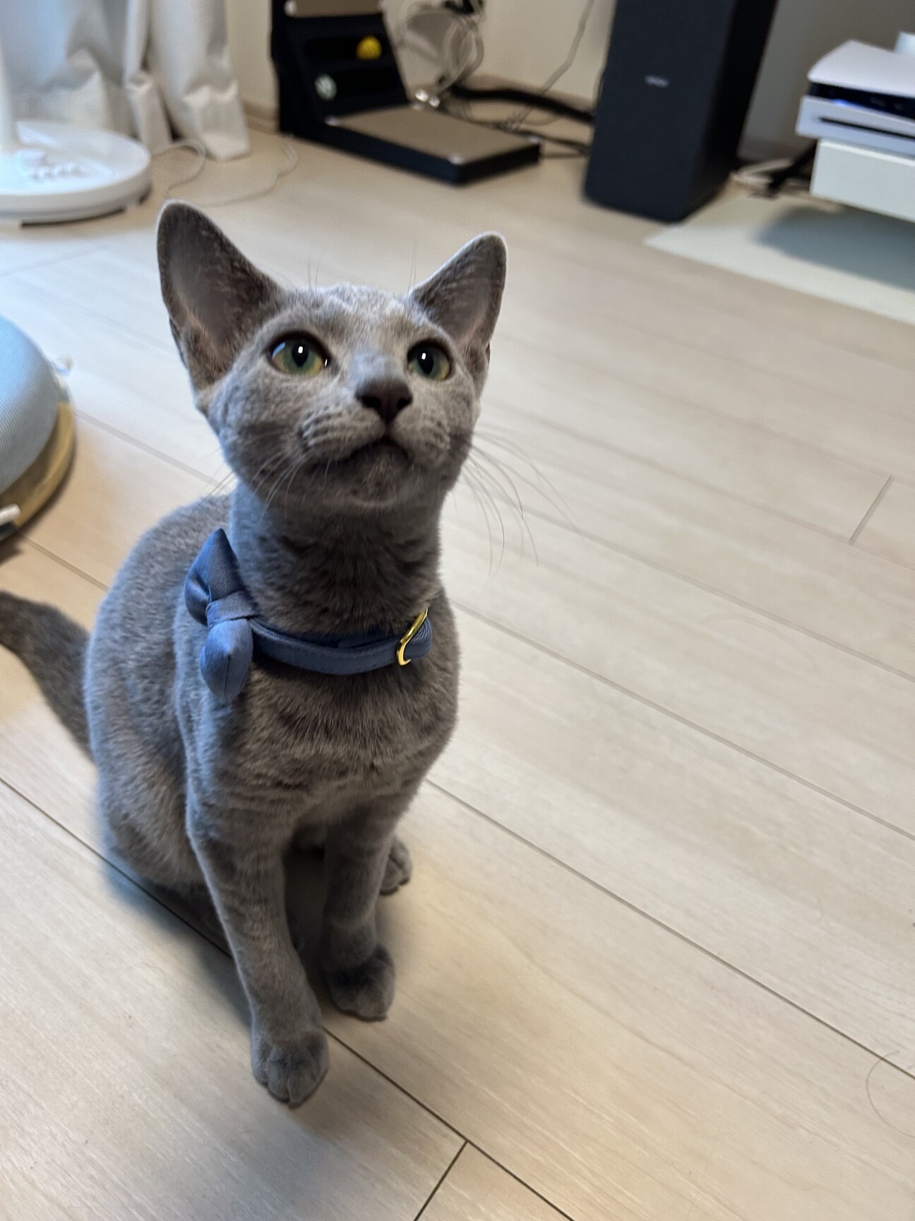 8ヶ月目、ロシアンブルー」千葉県 - 猫の里親募集(535044) 1枚目の