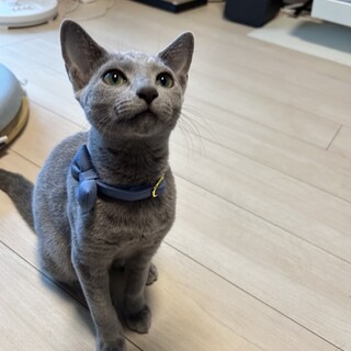 8ヶ月目、ロシアンブルー※問い合わせ多数順番に返信