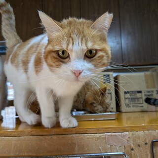 穏やかで優しい女の子♡マーチ