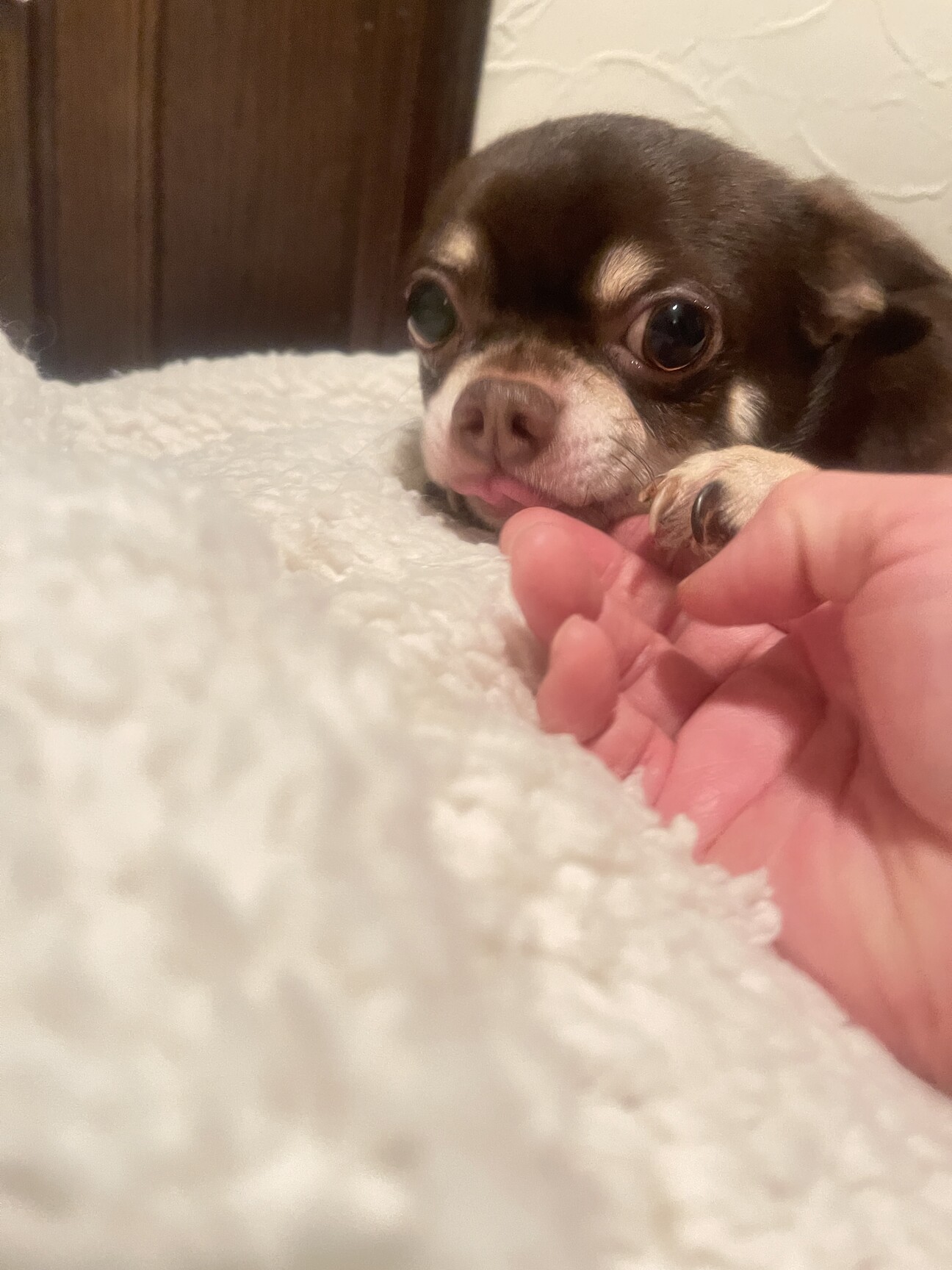 チワワチョコクリームのたむたむです。 サムネイル1