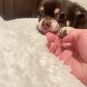 チワワチョコクリームのたむたむです。