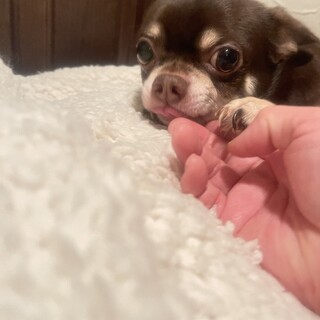 チワワチョコクリームのたむたむです。