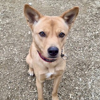 元気いっぱいお散歩上手な冬花ちゃん