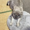 焼かれたシナモン