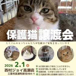 保護猫の譲渡会