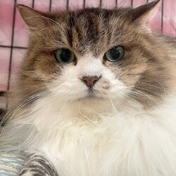 ねこけん千葉支部　譲渡会 サムネイル2