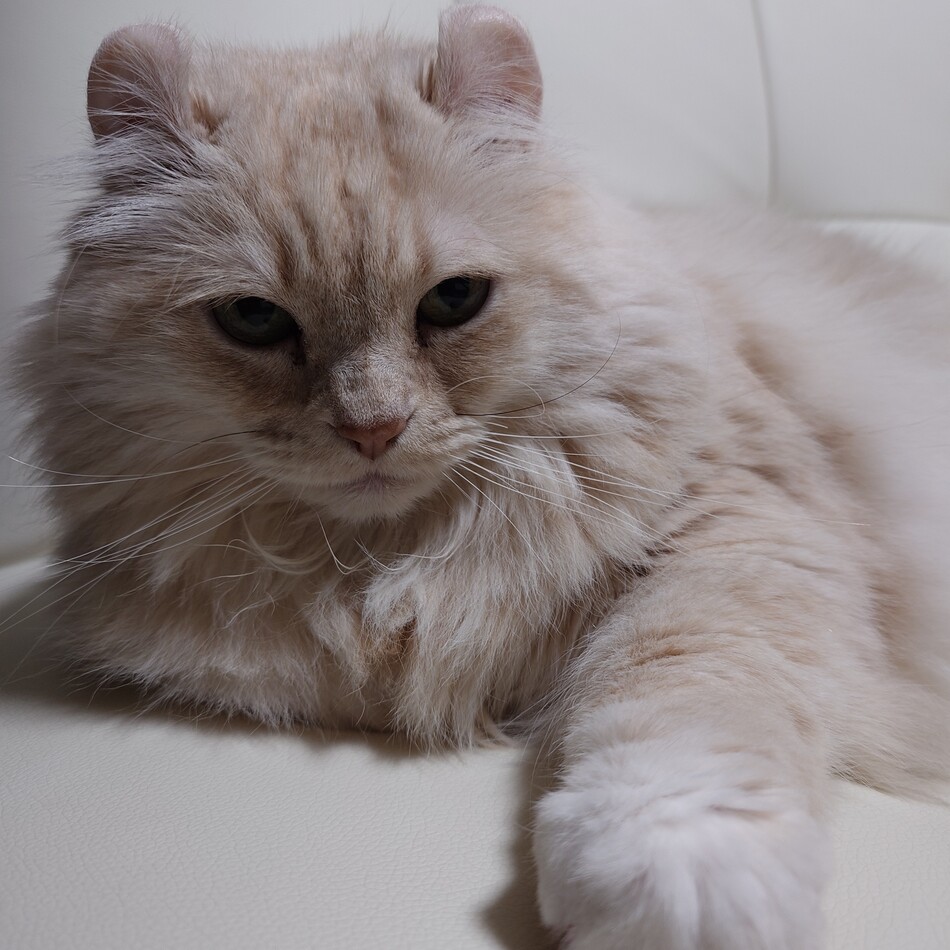 ミミィのカバー写真