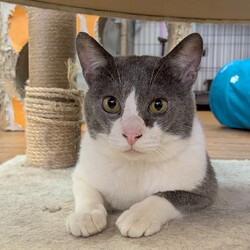 ねこけん千葉支部　譲渡会 サムネイル3