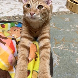 ねこけん千葉支部　譲渡会 サムネイル2