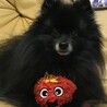 ミポポ