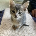 双子の仲良し子猫