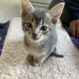 双子の仲良し子猫