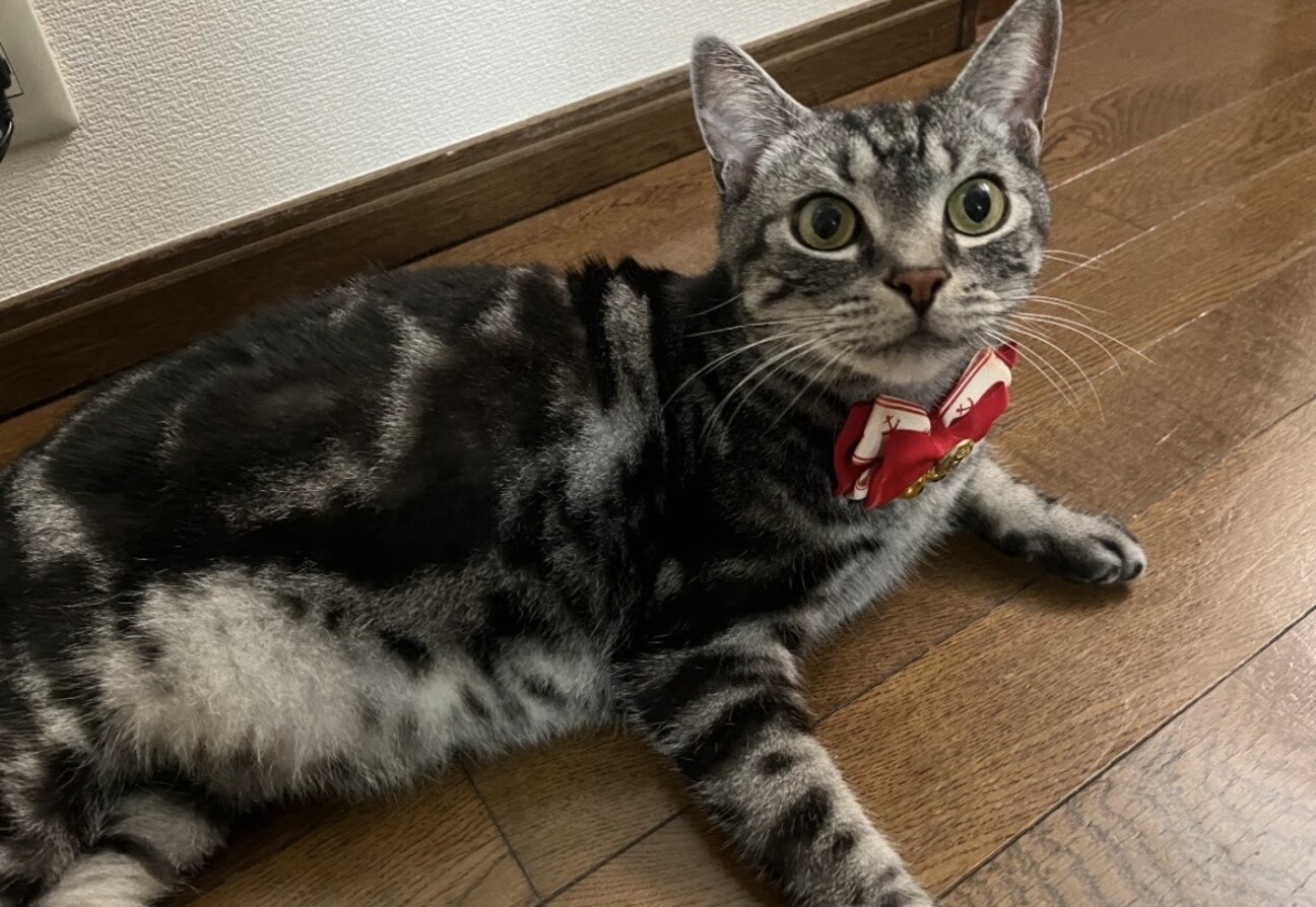 シニア猫ですがまだまだ元気！！ サムネイル1