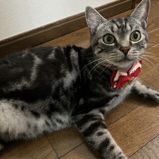 シニア猫ですがまだまだ元気！！