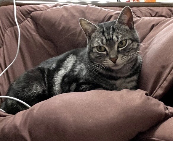 シニア猫ですがまだまだ元気！！ サムネイル2