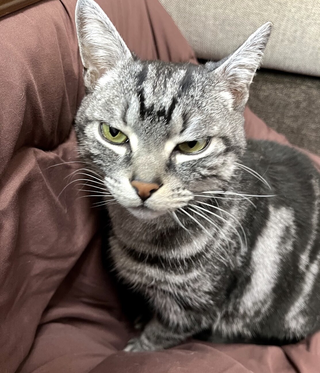 シニア猫ですがまだまだ元気！！ サムネイル3