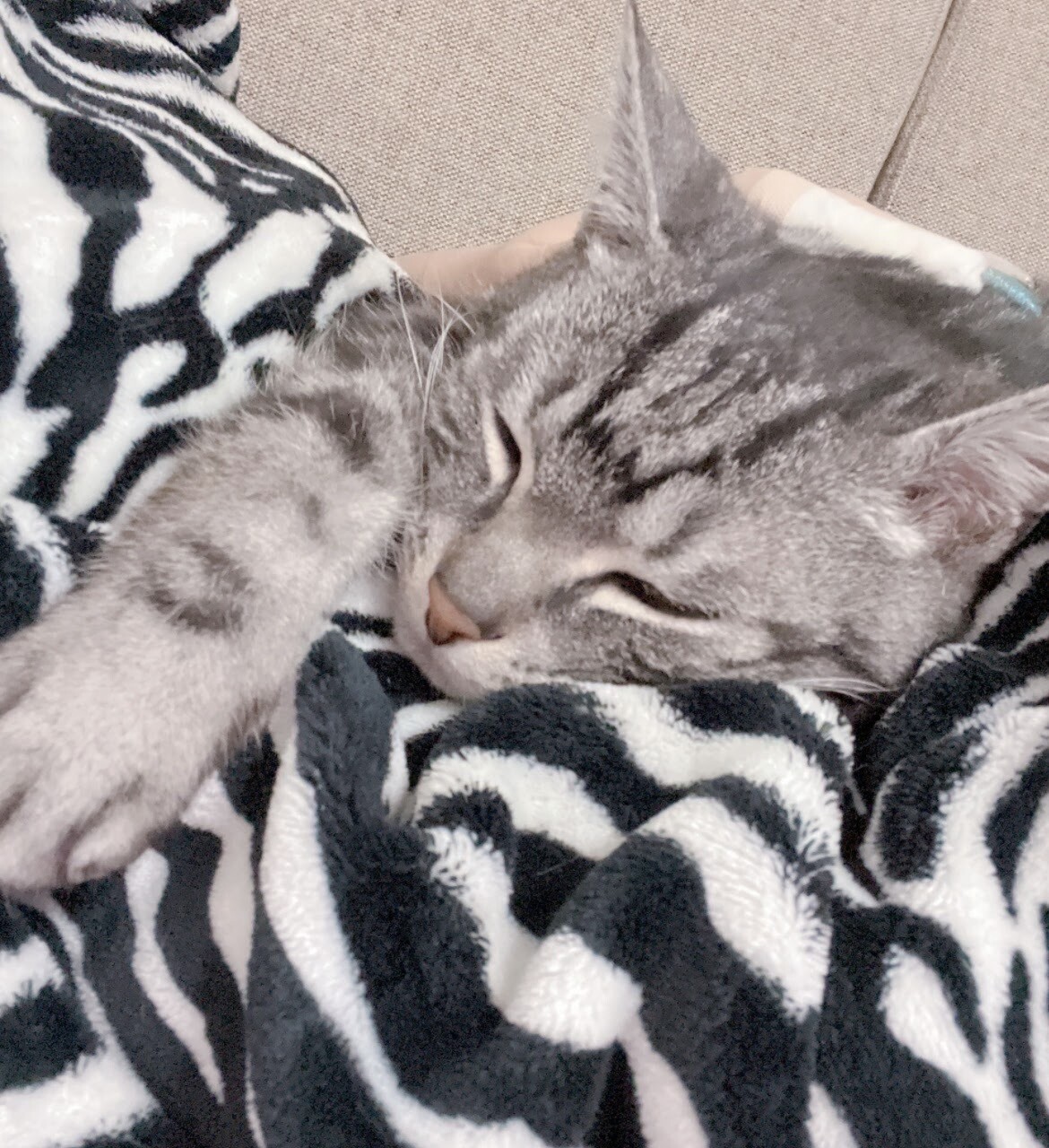 シニア猫ですがまだまだ元気！！ サムネイル4