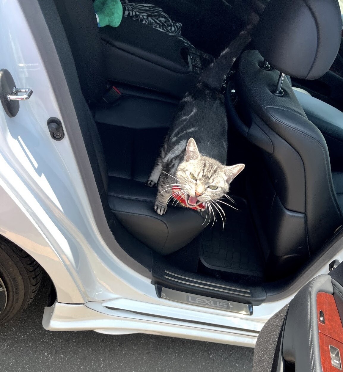 シニア猫ですがまだまだ元気！！ サムネイル5