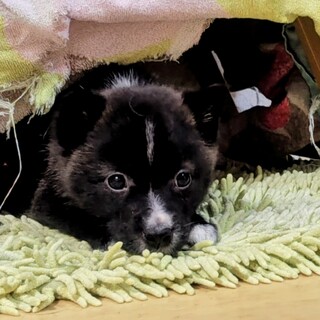 野犬の子　雑種犬男の子　えん君