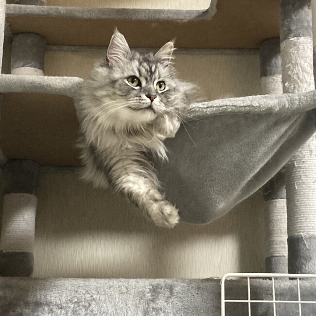 Heine_coのカバー写真