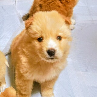 野犬の子　雑種犬男の子　いわ君