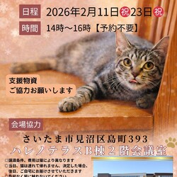 【さいたま市見沼区】2/11㊗ハレノテラス保護猫譲渡会