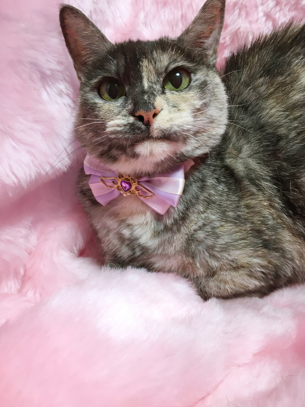 パステルカラーのサビ猫『モカちゃん』２歳 サムネイル6