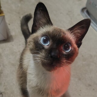 シャムミックス 甘えん坊で穏やか エイズキャリア