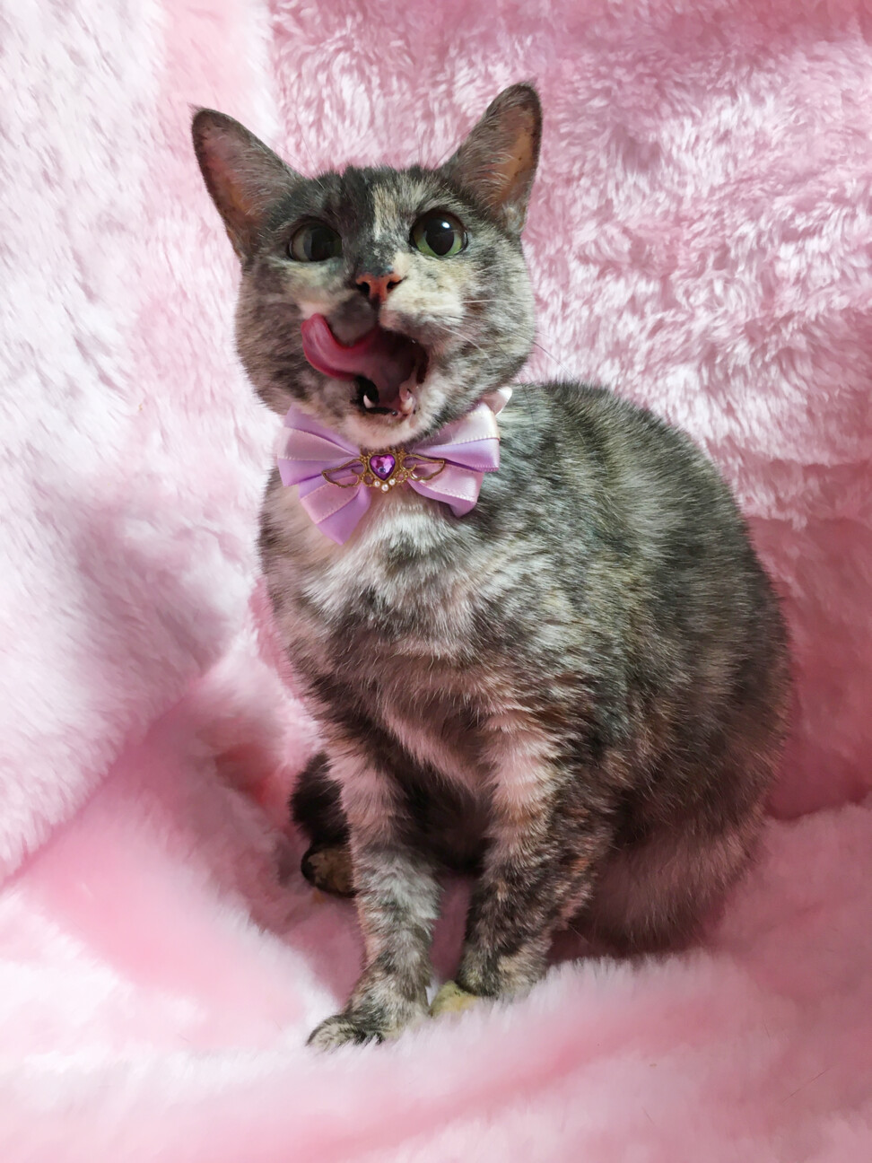 パステルカラーのサビ猫『モカちゃん』２歳 サムネイル7