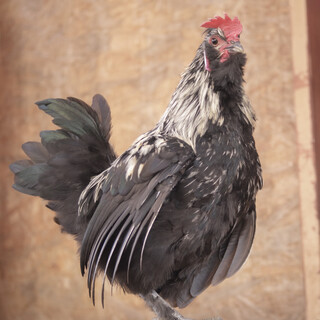 生後４ヶ月、烏骨鶏ミックスのオス里親募集