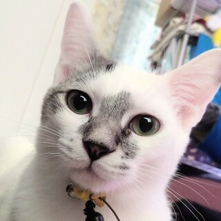 明るく伸び伸び､気立ての良い子★８ヶ月半★こうた君