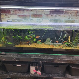 【無料・引き取り限定】90cm水槽一式＋魚＋用品